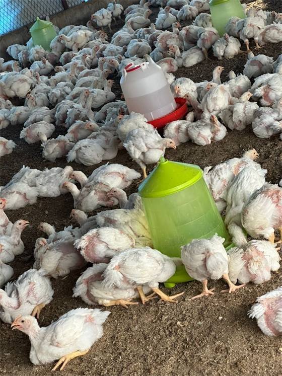 Chicken House (Ouaga & Kouba)