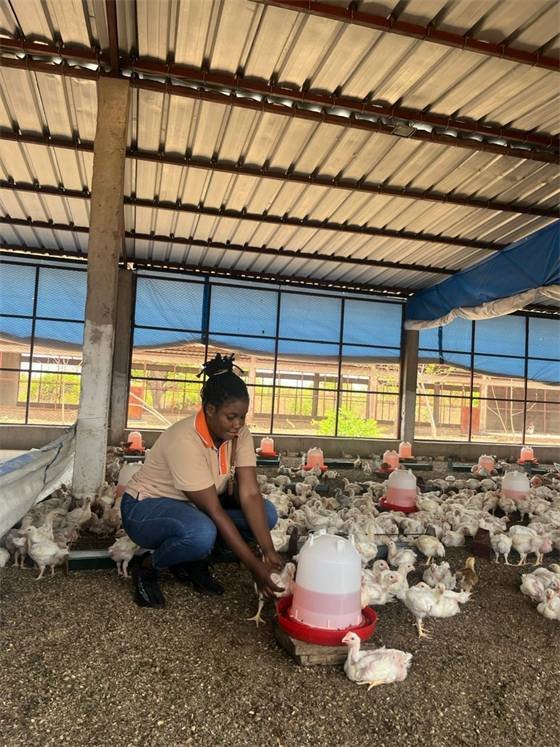 Chicken House (Ouaga & Kouba)